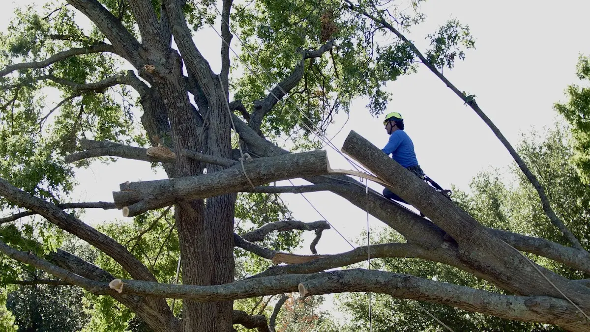 Professional Hazardous Tree Removal performed by certified arborists in High Hill
