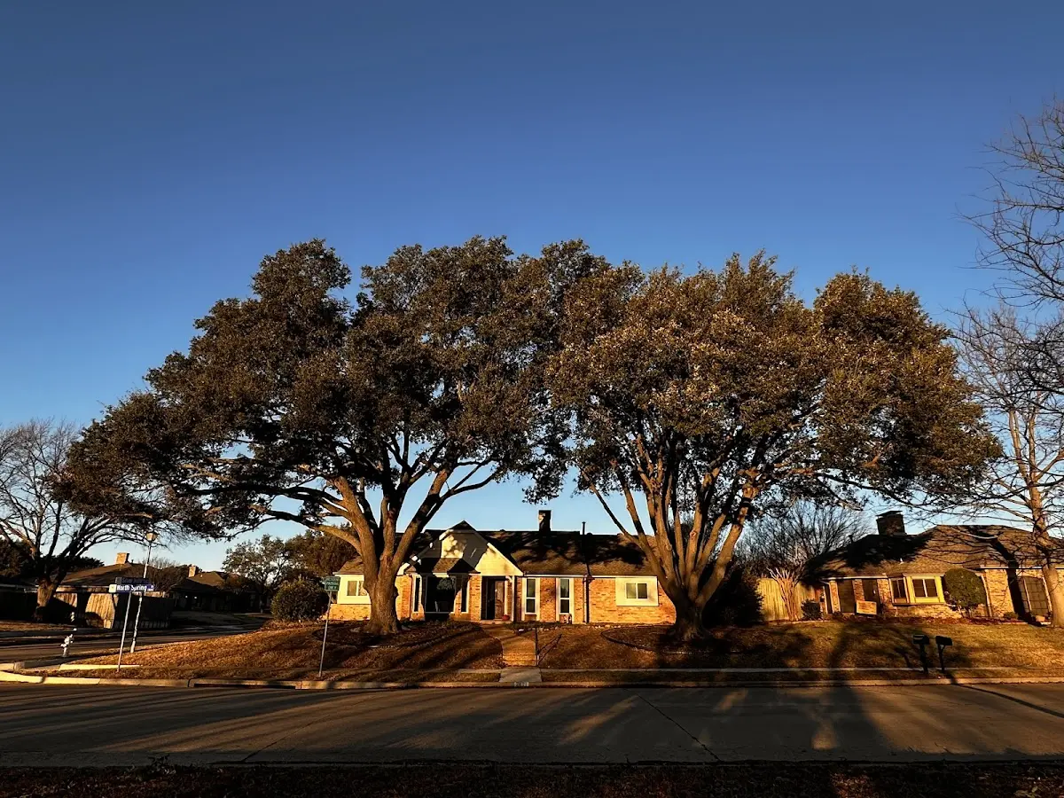 Established residential canopy tree shading a home in High Hill